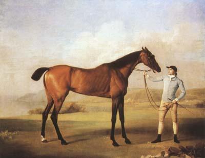 STUBBS, George Molly Longlegs with Jockey (mk08) oil painting picture